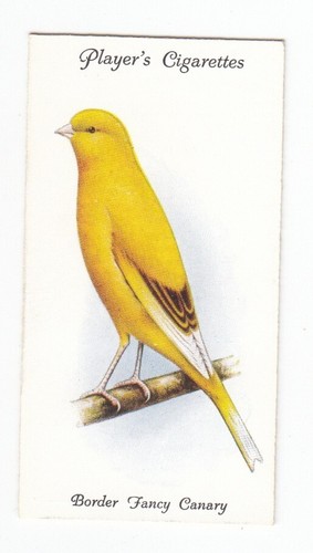 Border fancy canary - fancy, vintage