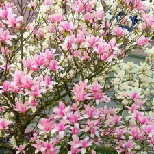 Magnolia Heaven Scent | Pink Magnolia | Ornamental Garden Tree | 5-6ft