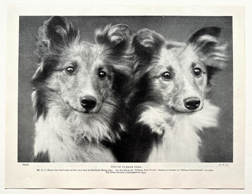 Sheltie shetland sheepdog dog - sheltie,