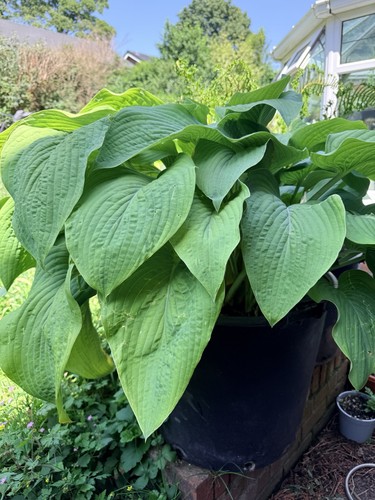 Mature giant hosta - giant,