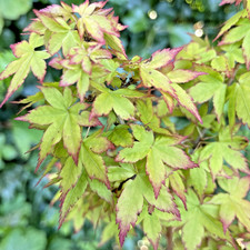 Japanese Maple. Acer Palmatum