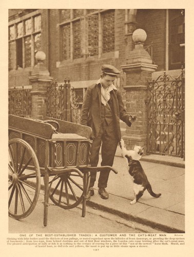 Door cat food - cat, salesman