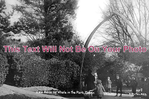 5839 whale jaw bone - ke,