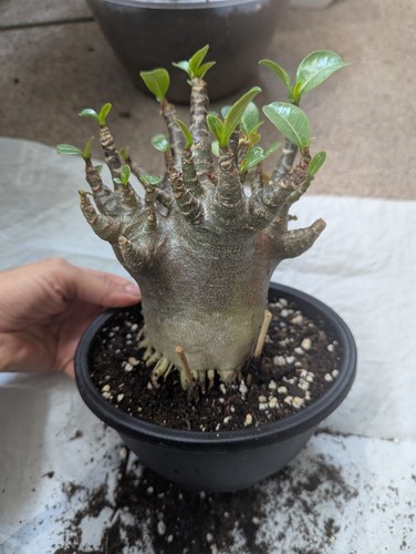 Adenium arabicum red - adenium,