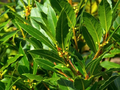 Laurus nobilis bay tree - laurus,