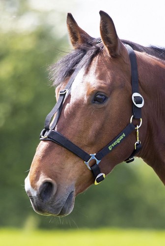 Greenguard headcollar - greenguard,