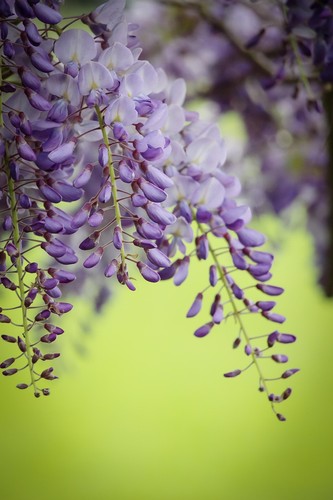 Wisteria floribunda tiverton - floribunda,