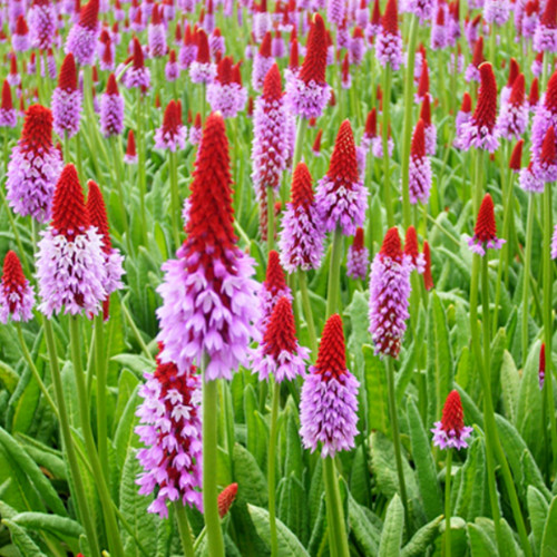 Primula vialli perennial plant - primula,