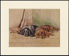 COCKER SPANIEL DOGS AND GUN