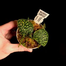 Scindapsus sp. Snake Scale - Rare - Aroid - Terrarium Plant - P1036
