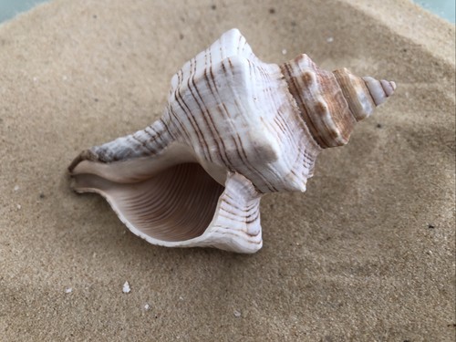 Fox head snail sea - head,
