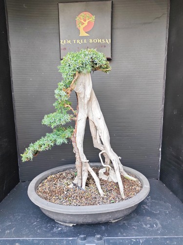Tanuki needle juniper - (83r)tanuki,
