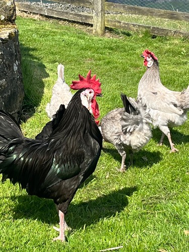 White faced spanish eggs - white,