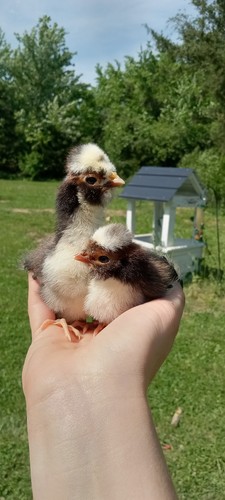Tolbunt polish hatching eggs - polish,
