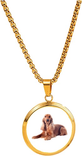 Welsh springer spaniel dog pet - springer,