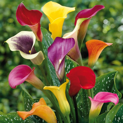 Mixed calla lily bulbs - mixed,