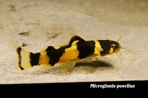 Pack juvenile bumblebee - juvenile,