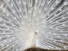 👀🦚 PRE-SALE PEACOCK
