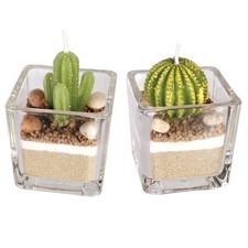 2 Piece Decorative Cactus