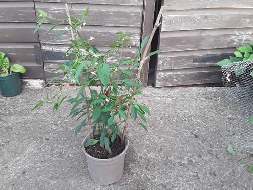 Fruiting apache chilli - 1,