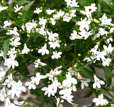 7500x White Trailing Lobelia