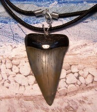 MAKO SHARK TOOTH NECKLACE 2