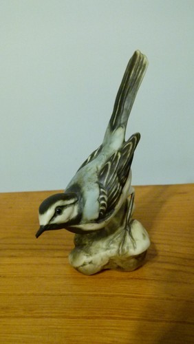 Kaiser pied wagtail - kaiser,