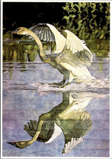 TRUMPETER SWAN by Fran Bull