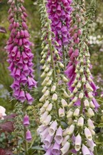 Digitalis purpurea (Wild