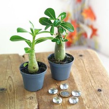 Rare Adenium Obesum Desert Rose Impala Lily Succulent House Plant in Pot Office