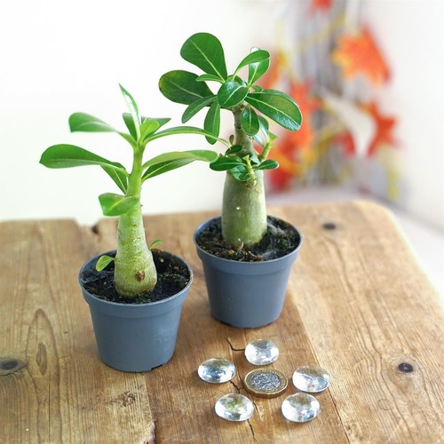 Rare adenium obesum desert - rare,