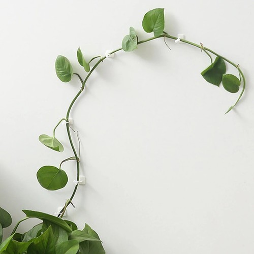 Plant climbing wall - climbing,