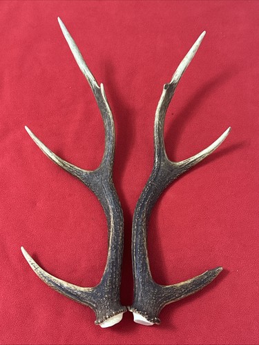 Pair sika deer antlers - of,