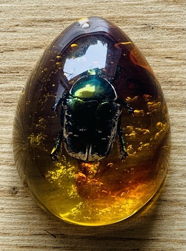 Polybern variety with - (amber),