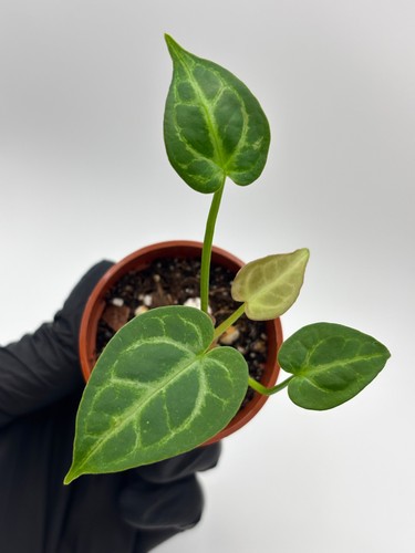 Anthurium red crystallinum - anthurium, x