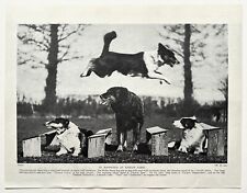 WELSH SHEEPDOG DOG BREED - 1930s VINTAGE BOOK ILLUSTRATION