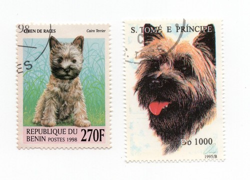 Cairn terrier collection - terrier,