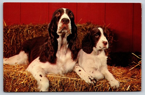 Vintage postcard springer - vintage,