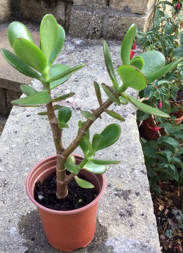 Large jade plant - jade, plant.