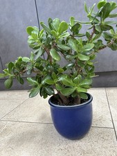 Large established succulent house plant, jade plant, money tree (excluding pot)