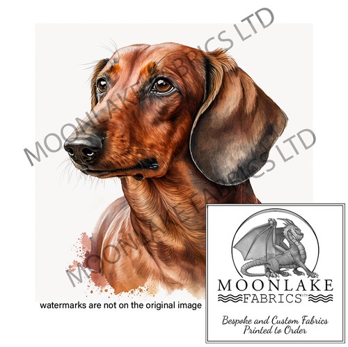 Dachshund brown portrait 100 - dachshund, 100%