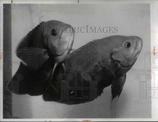 1966 Press Photo Oscar Fish