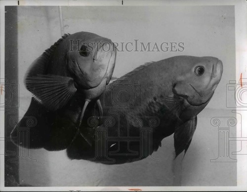 1966 press photo oscar fish - press,