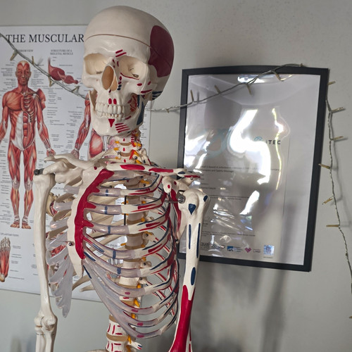 Human skeleton anatomical - human,