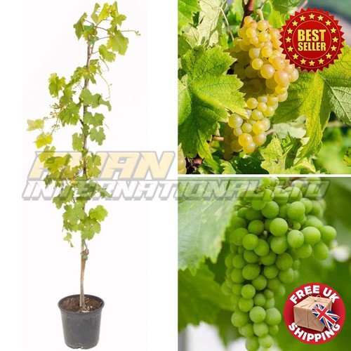 Grape white seedless outdoor - grape,