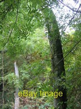 Photo 6x4 Whale Bone Arc