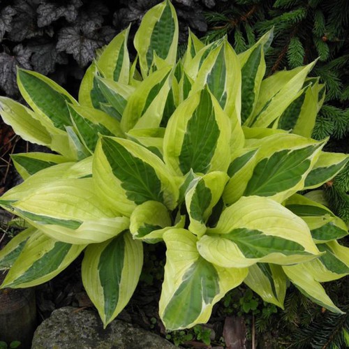 Perfect plants hosta - perfect,