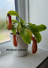 Nepenthes  Carnivorous Young