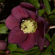 helleborus Hellebore