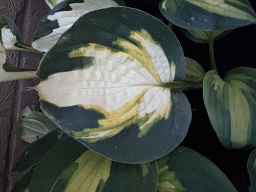 Hosta georgia sweetheart - 'georgia, sweetheart-